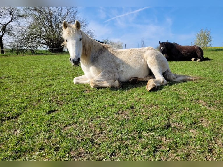 Offenstallplatz Stute