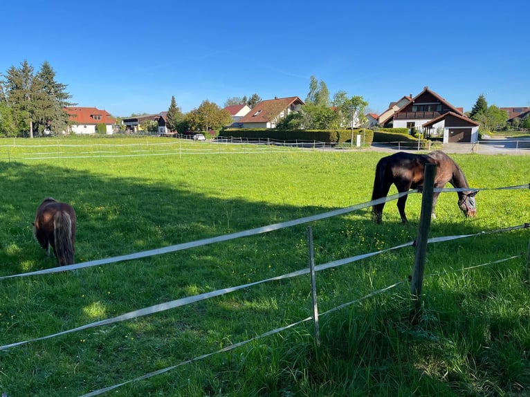 Otwarte miejsce w boksie w Bretzfeld, dzielnica