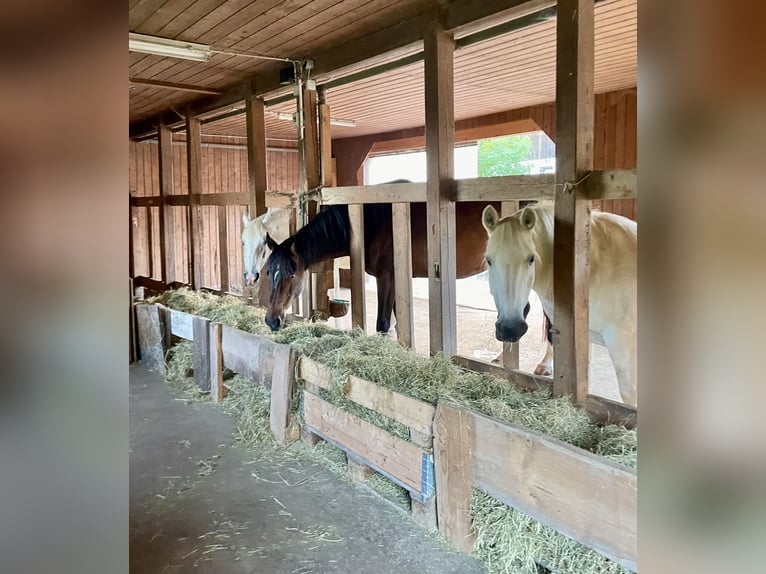 Otwarty boks Happy Hippi Horses
