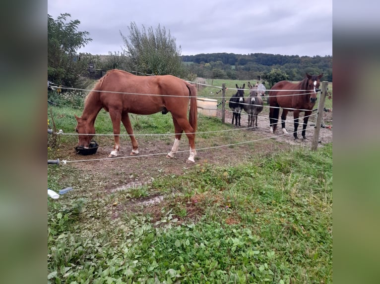 Pastwiska / boksy treningowe