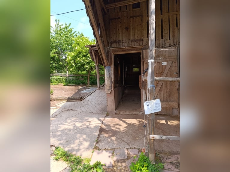 Pepi sucht Gesellschaft! Offenstallplatz 2er Herde, privat