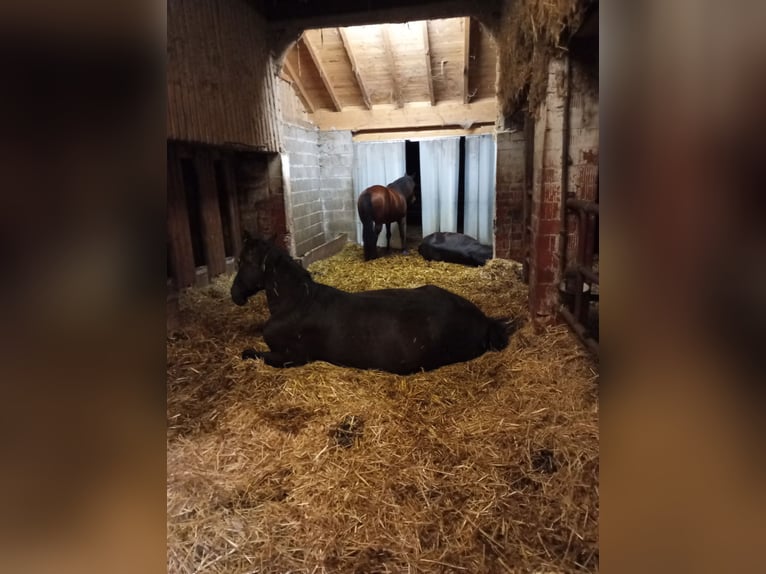 Platz im Offenstall mit großen Weideflächen und Reithalle 