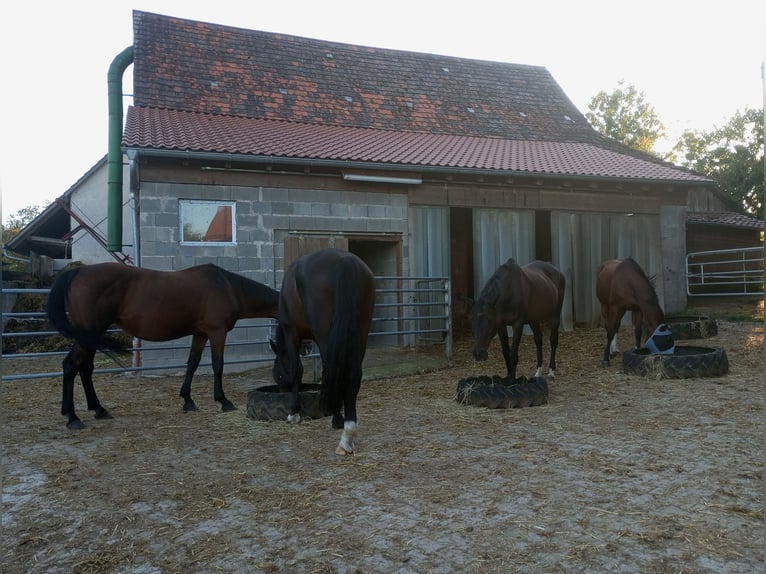 Platz im Offenstall mit großen Weideflächen und Reithalle 