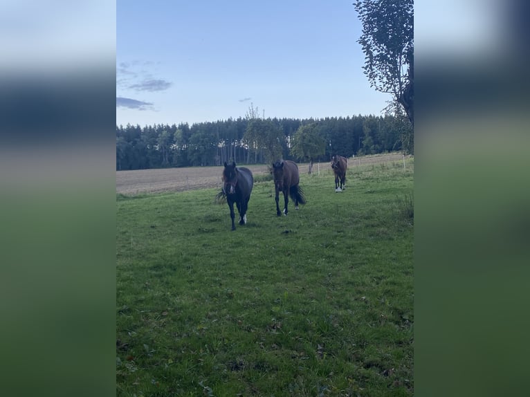 Prywatny padok dla koni