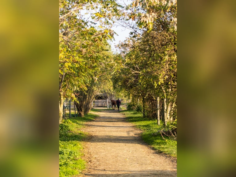 Pudło paddockowe XXL