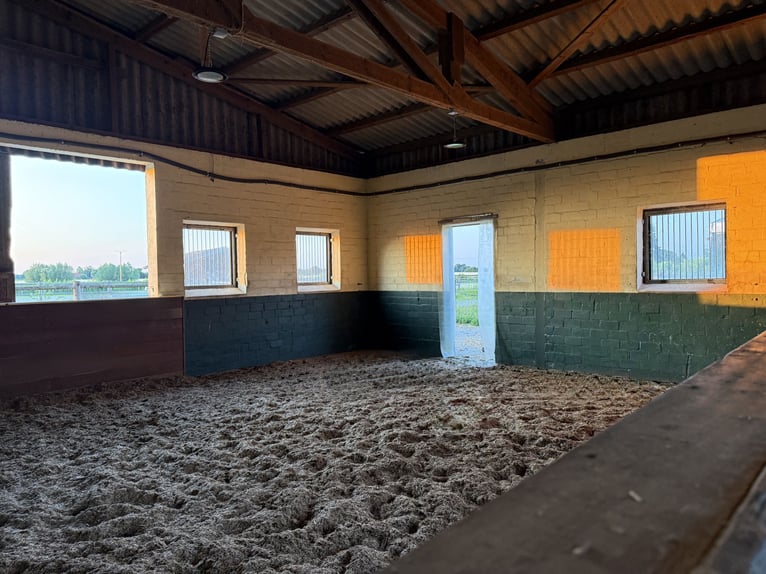 Rentnerplatz / Rehaplatz für Wallach 