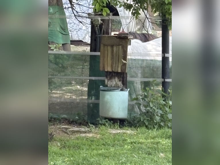 Samodzielny wybieg dla kucyków