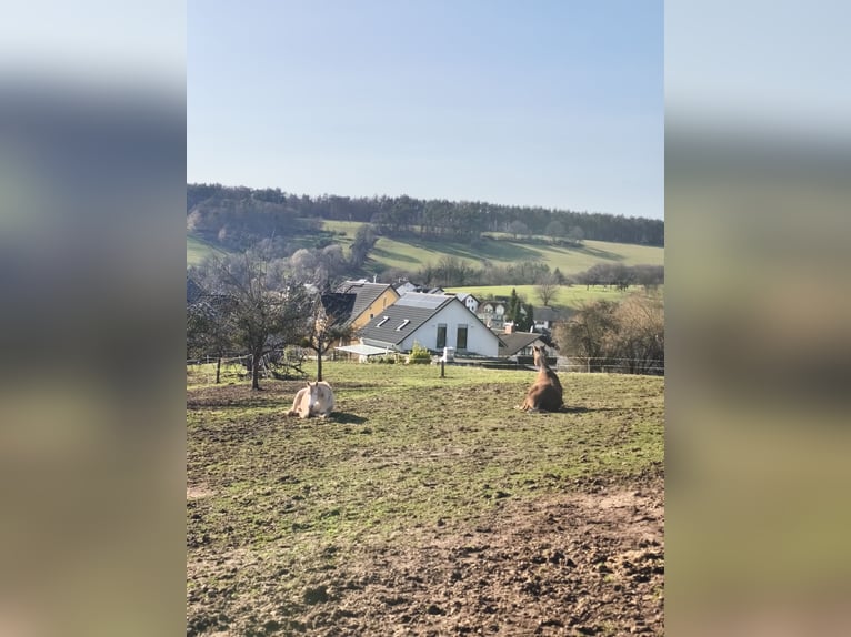 Stajnia otwarta, dostępne 1 do 2 miejsc