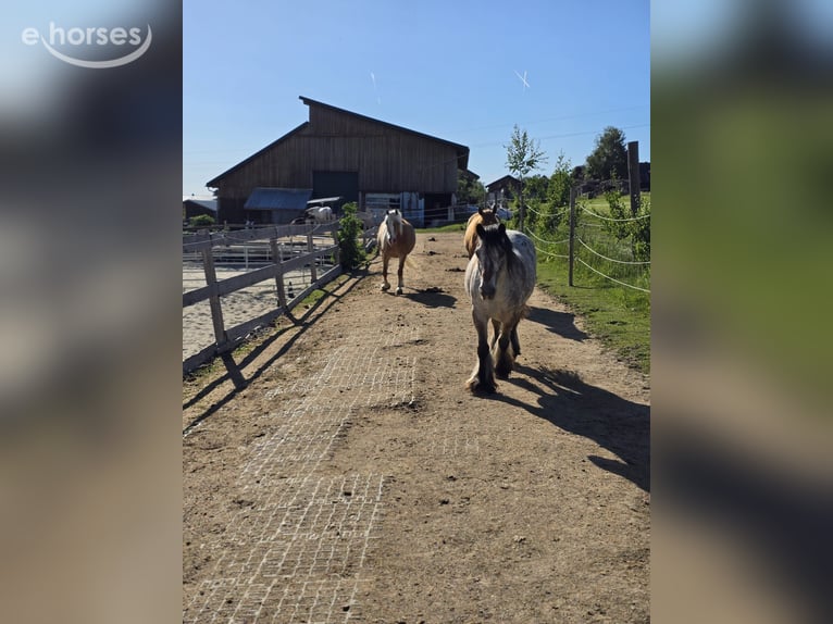 Stajnia otwarta z systemem Paddock Trail