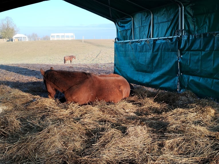 Weideplatz Offenstallplatz Weidehaltung