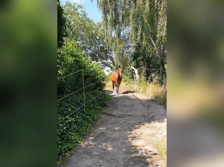 Wolne miejsca dla klaczy w padoku na pastwisku / w stajni z możliwością swobodnego ruchu