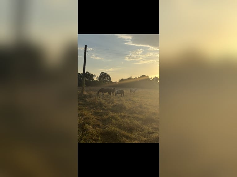 Wolne miejsca dla koni – zapraszamy hodowców!