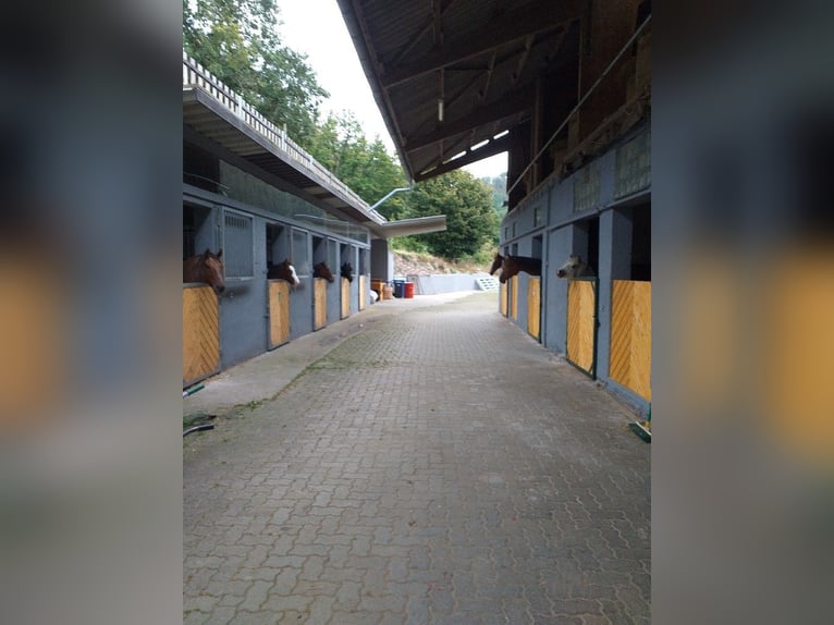 Wolne miejsca na padokach, ewentualnie również boksy z przejściem do paddoku