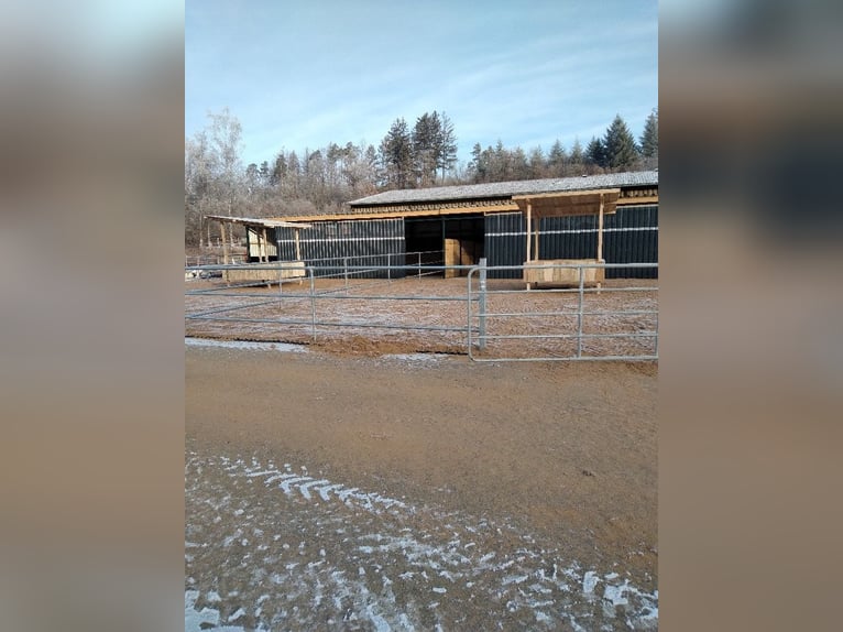 Wolne miejsca na padokach, ewentualnie również boksy z przejściem do paddoku