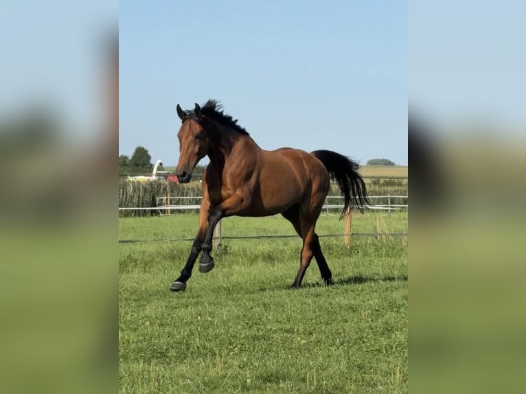Wolne miejsca na padoku i wybiegu