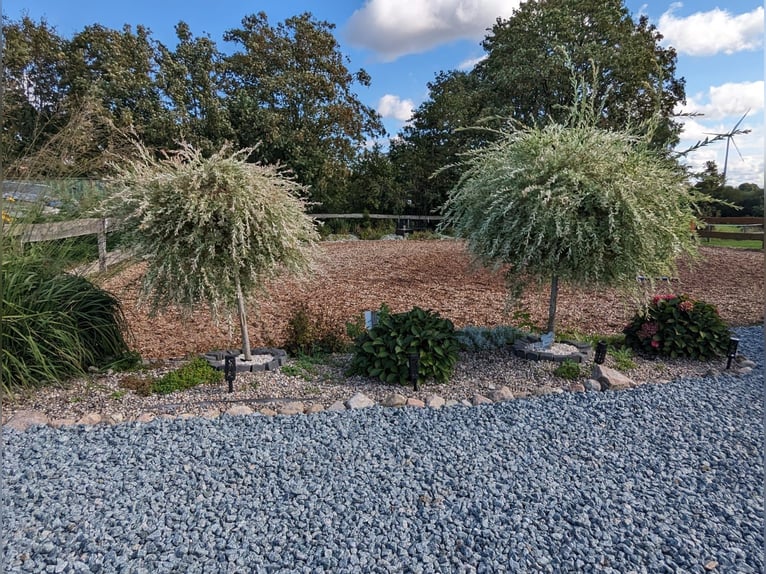 Wolne miejsce dla stajennego – boks otwarty – poszukiwany stajenny – dla każdego konia