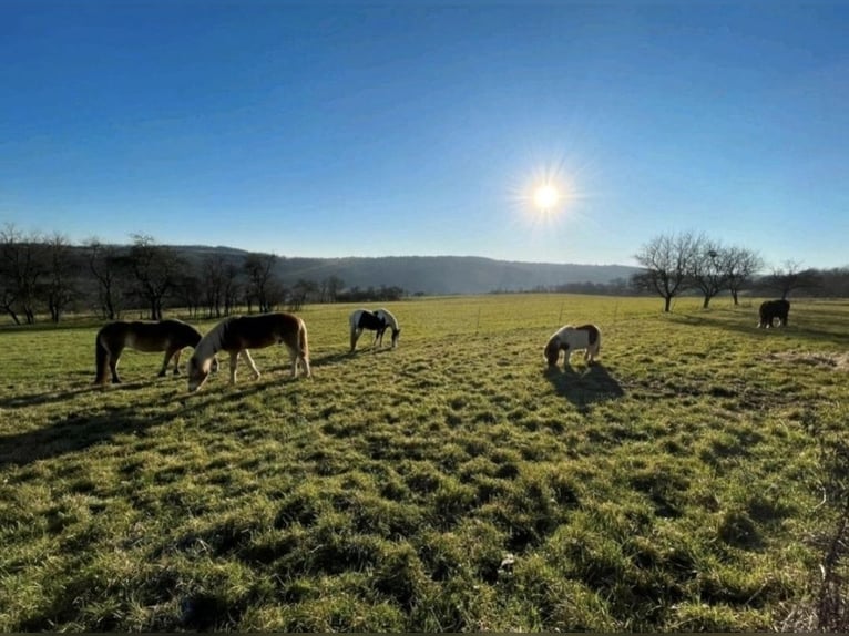 Wolne miejsce na padok – stajnia, padok, pastwisko, wybiegi