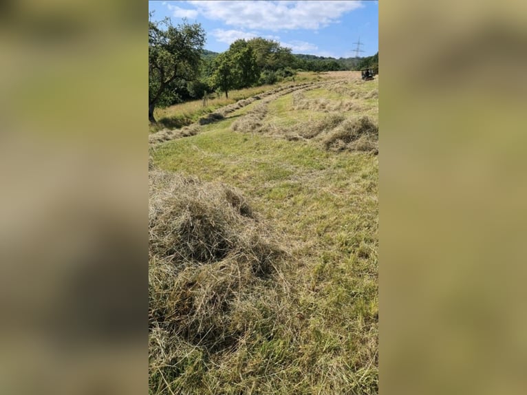 Wolne miejsce na padok – stajnia, padok, pastwisko, wybiegi