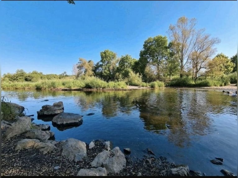 Wolne miejsce na padok – stajnia, padok, pastwisko, wybiegi