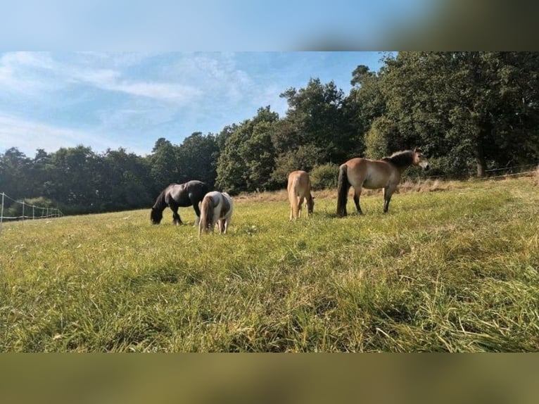 Wolne miejsce na padok – stajnia, padok, pastwisko, wybiegi