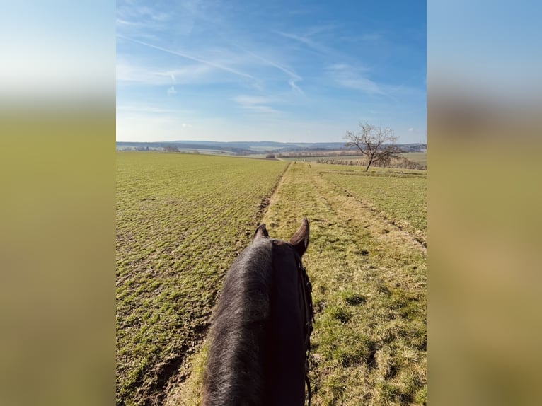 Wolne miejsce w boksie lub na padoku