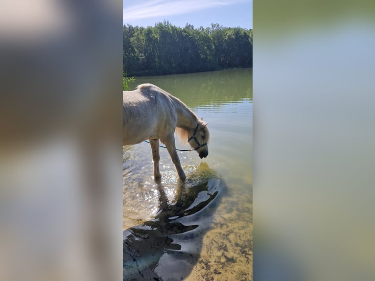 Wolne miejsce w boksie otwartym, przyjazne dla alergików i dla koni z rehem