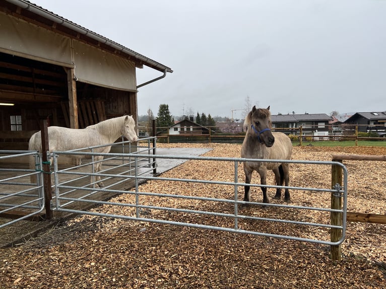 Wolne miejsce w pastwisku na wybiegu