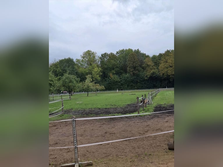 Wolnostanowisko dla 2 koni do wynajęcia w Nordkirchen, 59394