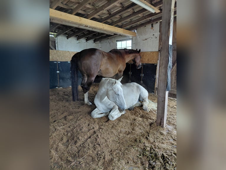 Wolnostanowisko nad Morzem Północnym dla wałachów, alergików, COPD, astma