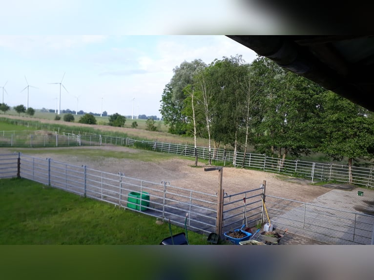 Wolnostanowisko nad Morzem Północnym dla wałachów, alergików, COPD, astma