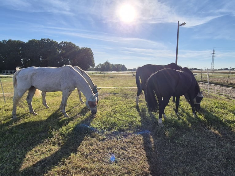 Wolnostanowisko z trail na 3 hektarach / stajnia dietetyczna / stajnia dla alergików