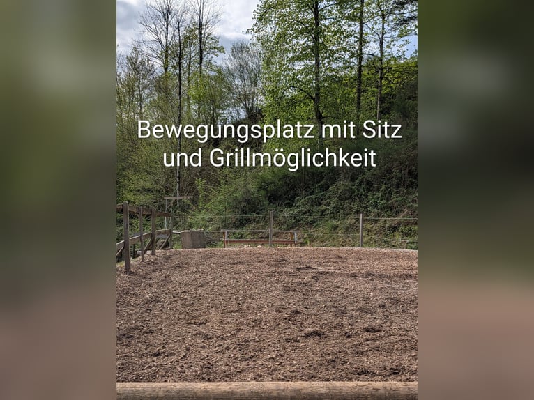 Wolny miejsce w boksie otwartym dla 1-2 koni