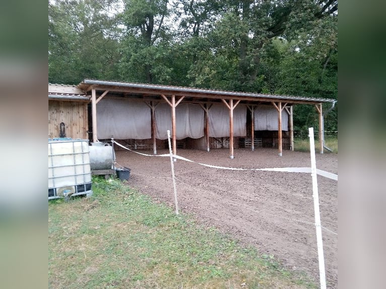 Wolny miejsce w boksie otwartym z dostępem do pastwiska w Wittingen/Ohrdorf