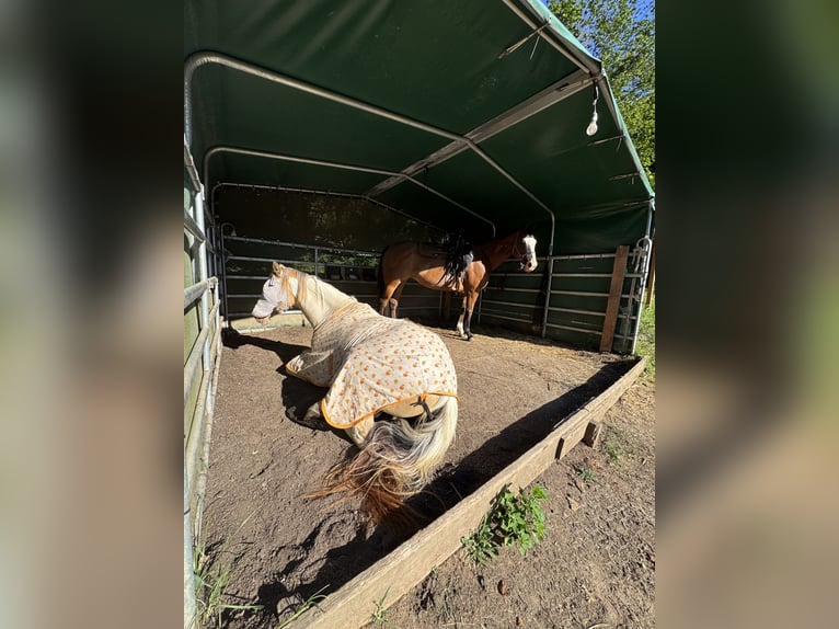 Wolny miejsce w boksie / wolny boks dla kochanego konia