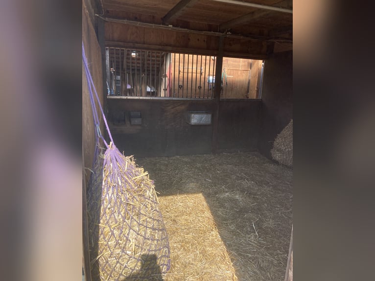 Wolny miejsce w stajni otwartej w Raju dla koni w 46282 Dorsten