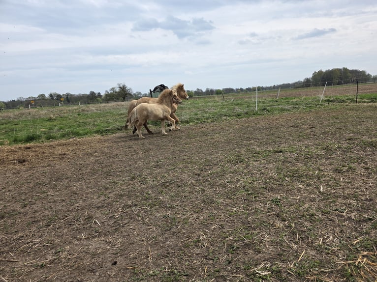 Wolny wybieg dla młodych koni, emerytów, odsadzeń, ogierów, klaczy, wałachów