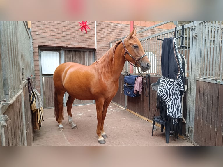Wolny wybieg plus boks