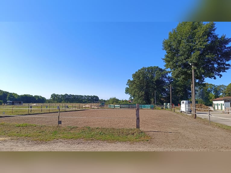 Wolny wybieg plus boks