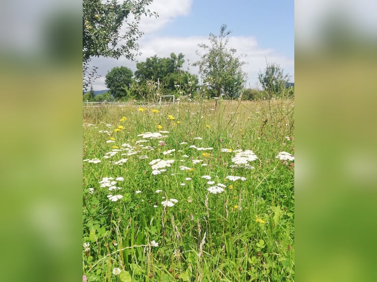 Wunderschöner Offenstall in Wendershausen/Nordhessen