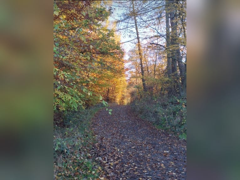 ab Frühjahr 2026 / 1 Paddockbox frei