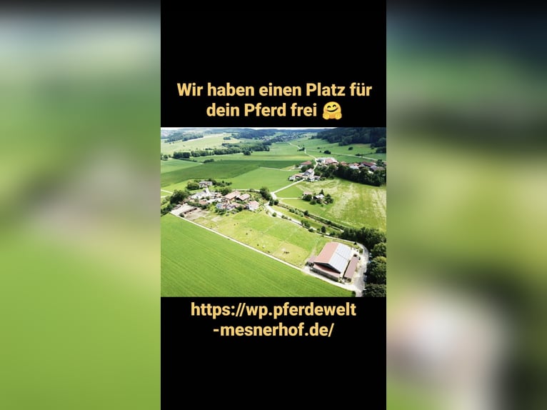 Außenbox mit Paddock für Pony/Kleinpferd