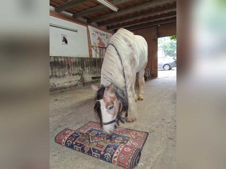 Box i padok oraz/lub boks na pastwisku