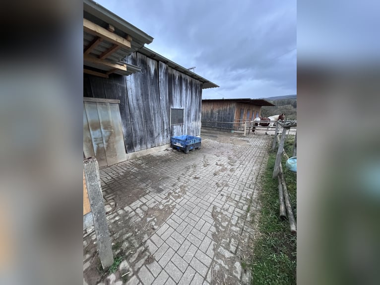 Box paddock z pełną opieką | Odpowiedni dla alergików