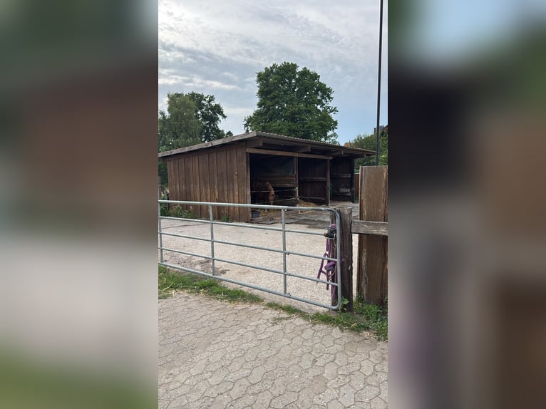 Boxen, Offenstallplatz 