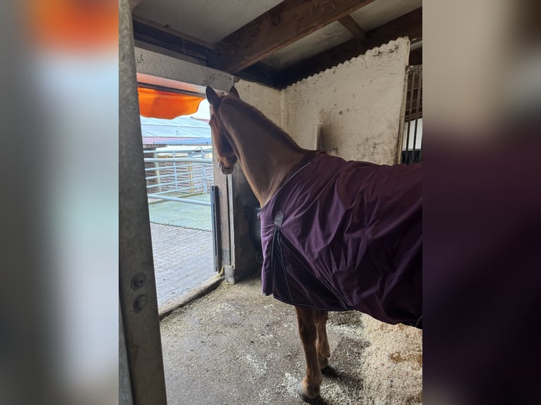 Dostępna boksa paddockowa w Viernheim – odpowiednia opieka i najlepsza infrastruktura.