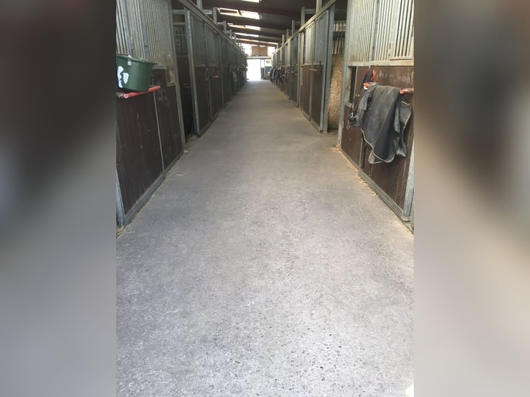 Dostępna boksa zewnętrzna / paddock - możliwość trzymania ogiera