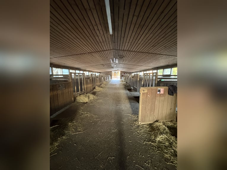 Dostępna wolna boksa paddockowa