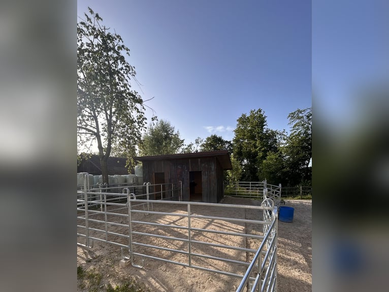 Freie Auslaufboxen, Schönholzerswilen Thurgau