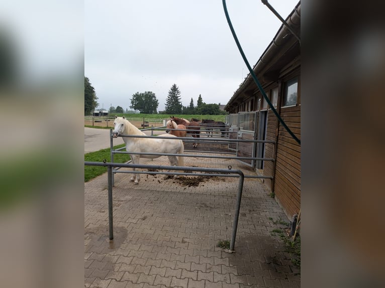 Freie Boxen  in Neu-Ulm Ludwigsfeld