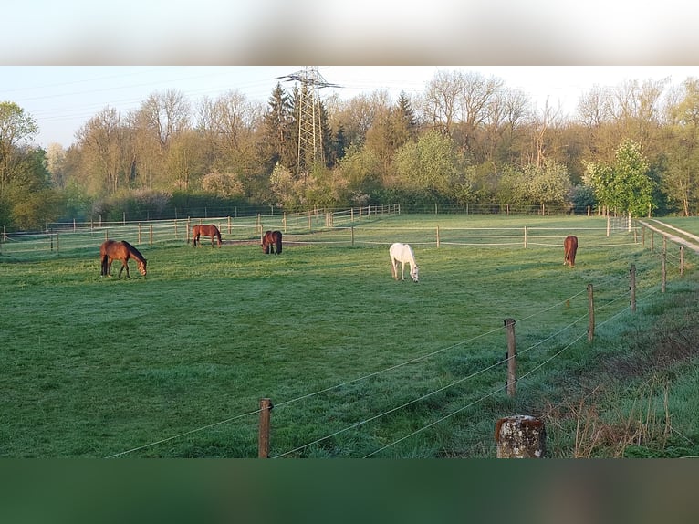 Freie Boxen  in Neu-Ulm Ludwigsfeld